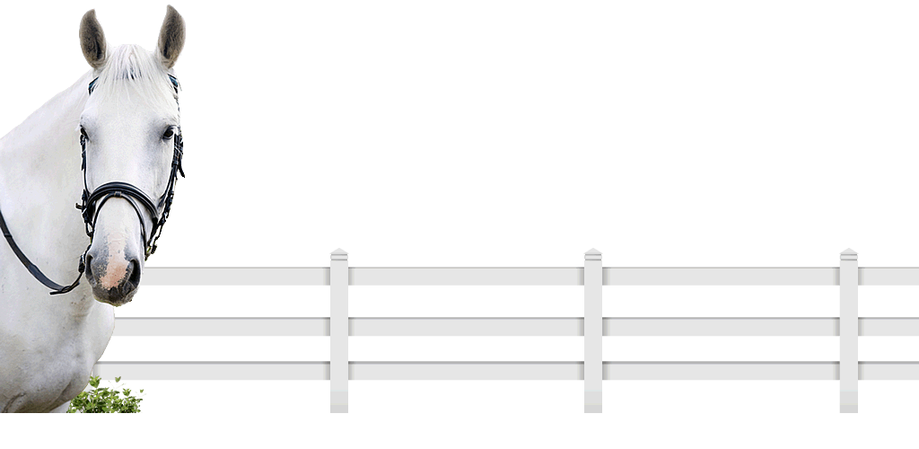 horse riding and agistment