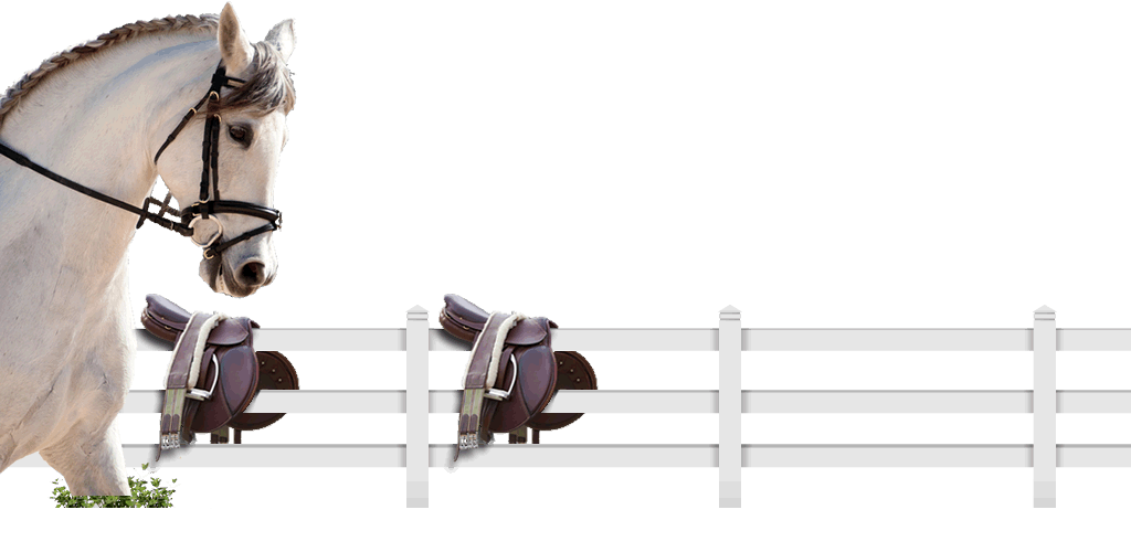 horse riding and agistment