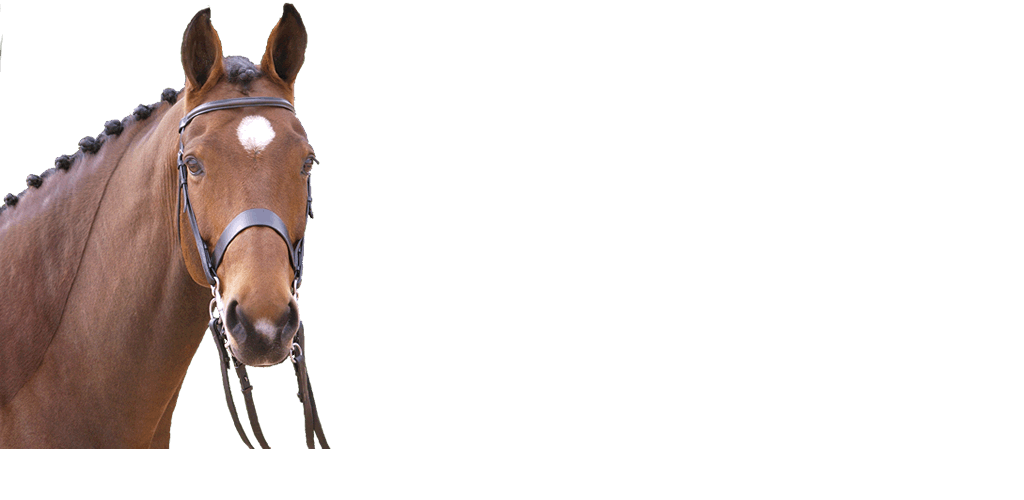 horse riding and agistment