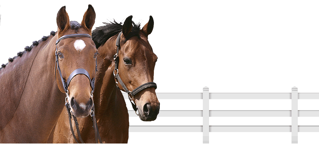 horse riding and agistment