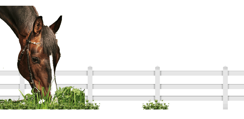 horse riding and agistment