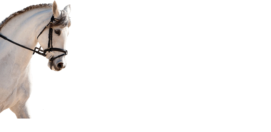 horse riding and agistment